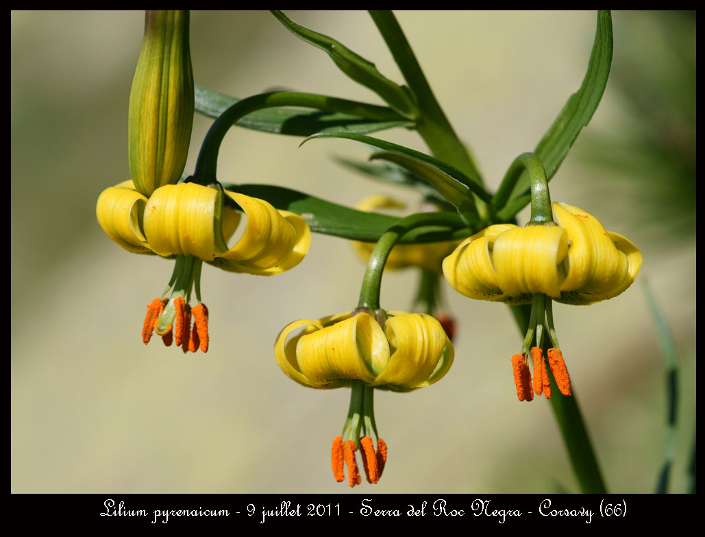 Lilium pyrenaicum